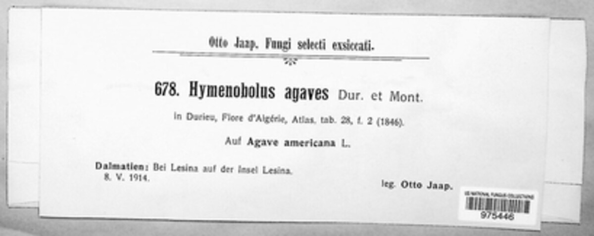 Hymenobolus agaves image